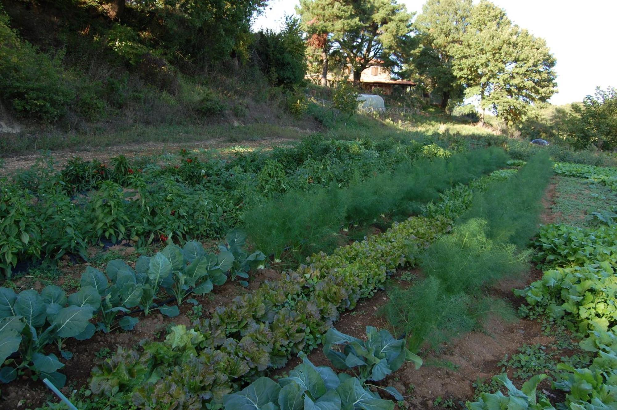 Bio Agriturismo Aia Del Tufo Sorano  ภายนอก รูปภาพ