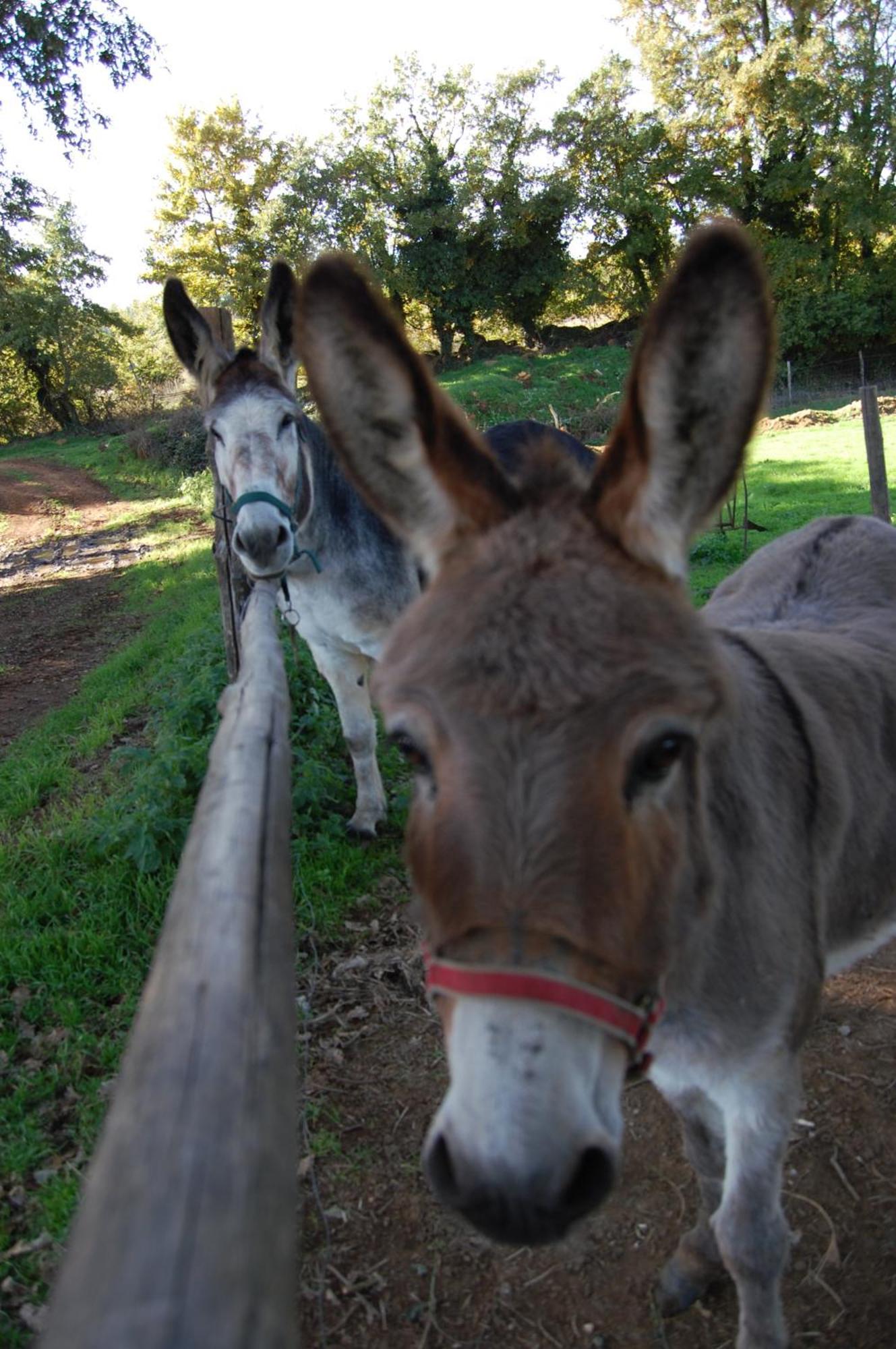 Bio Agriturismo Aia Del Tufo Sorano  ภายนอก รูปภาพ